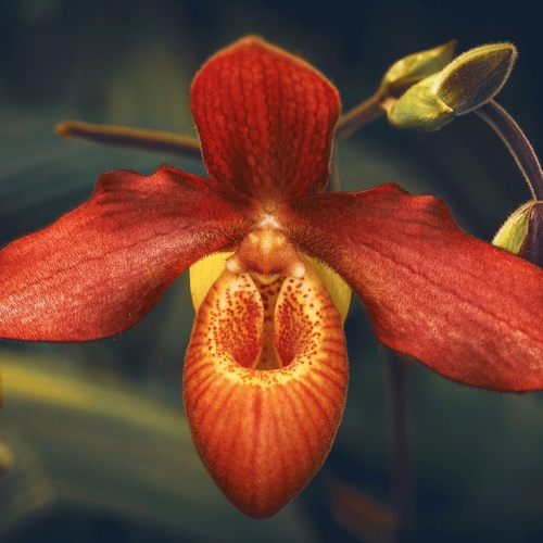 Tropical Paradise Centerpiece